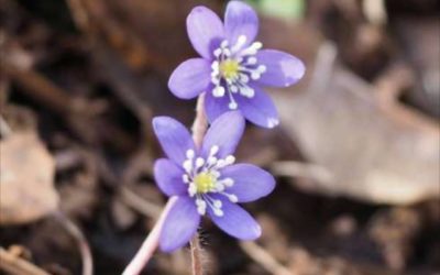 Tuikun kevät terveiset