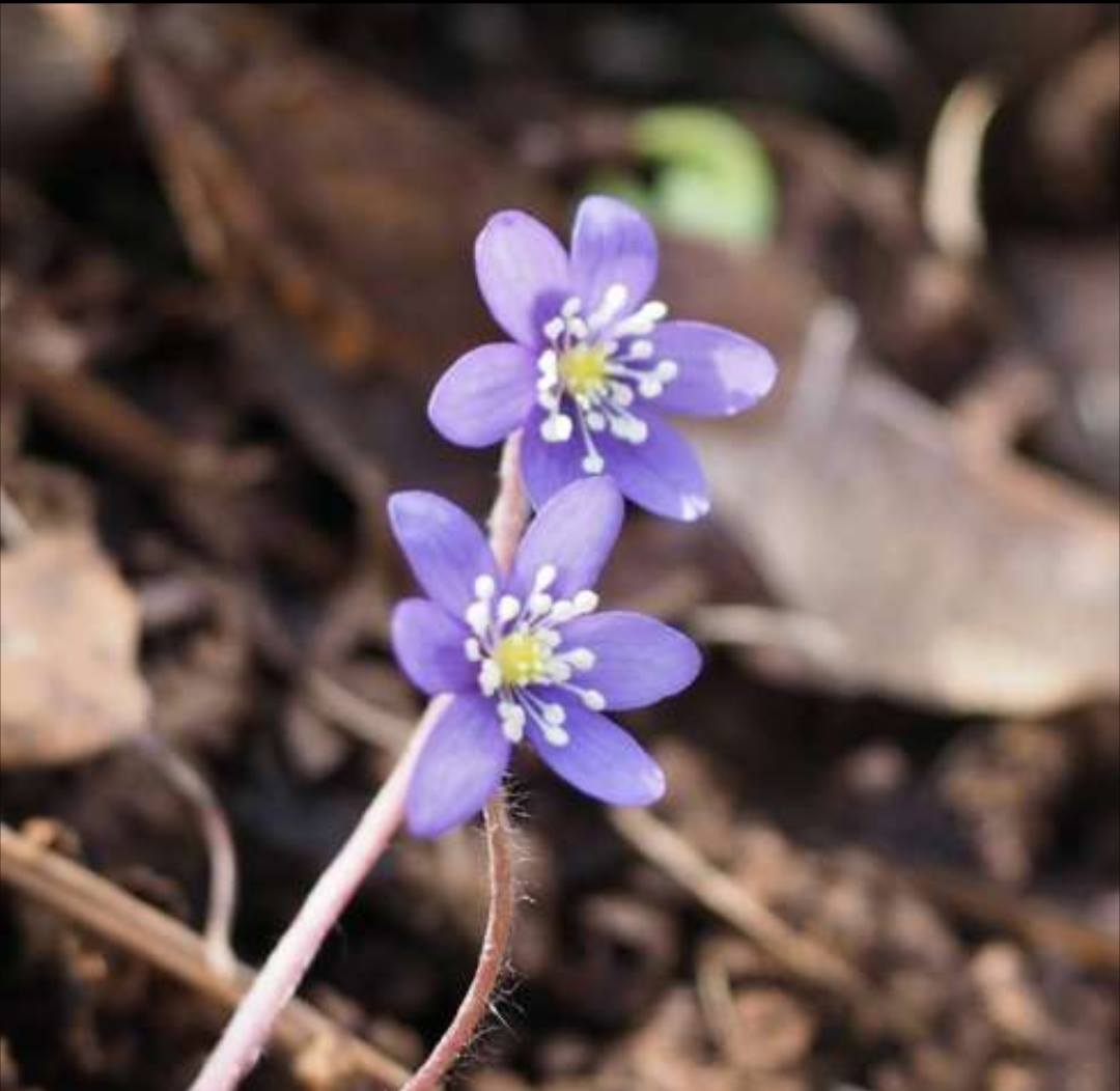 Kaksi violettiä kukkaa.