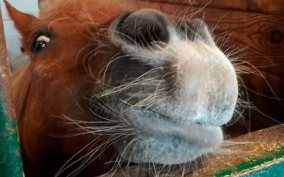 Omaisten kanssa hevosiin tutustumassa