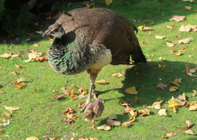 Riikinkukko ja sen poikanen.