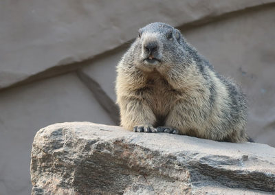 Murmeli makaa kivellä.