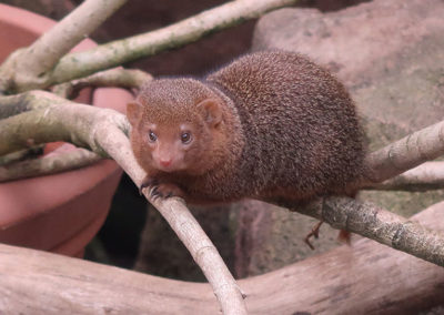 Mangusti makaa puun oksilla.