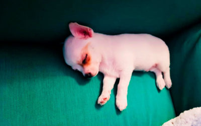 MindFood-hankkeen kuulumisia