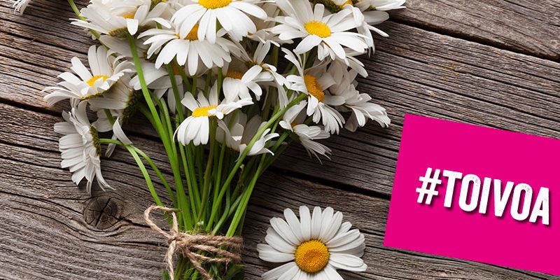 Pöydällä kimppu päivänkakkaroita ja kortti, jossa lukee toivoa.