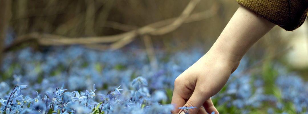 Ihminen koskettelee sinisiä kukkia kädellään.