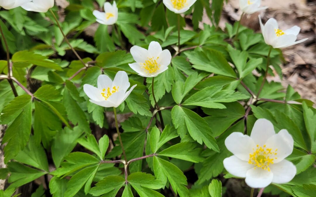 Kuvassa näkyy valkovuokkoja