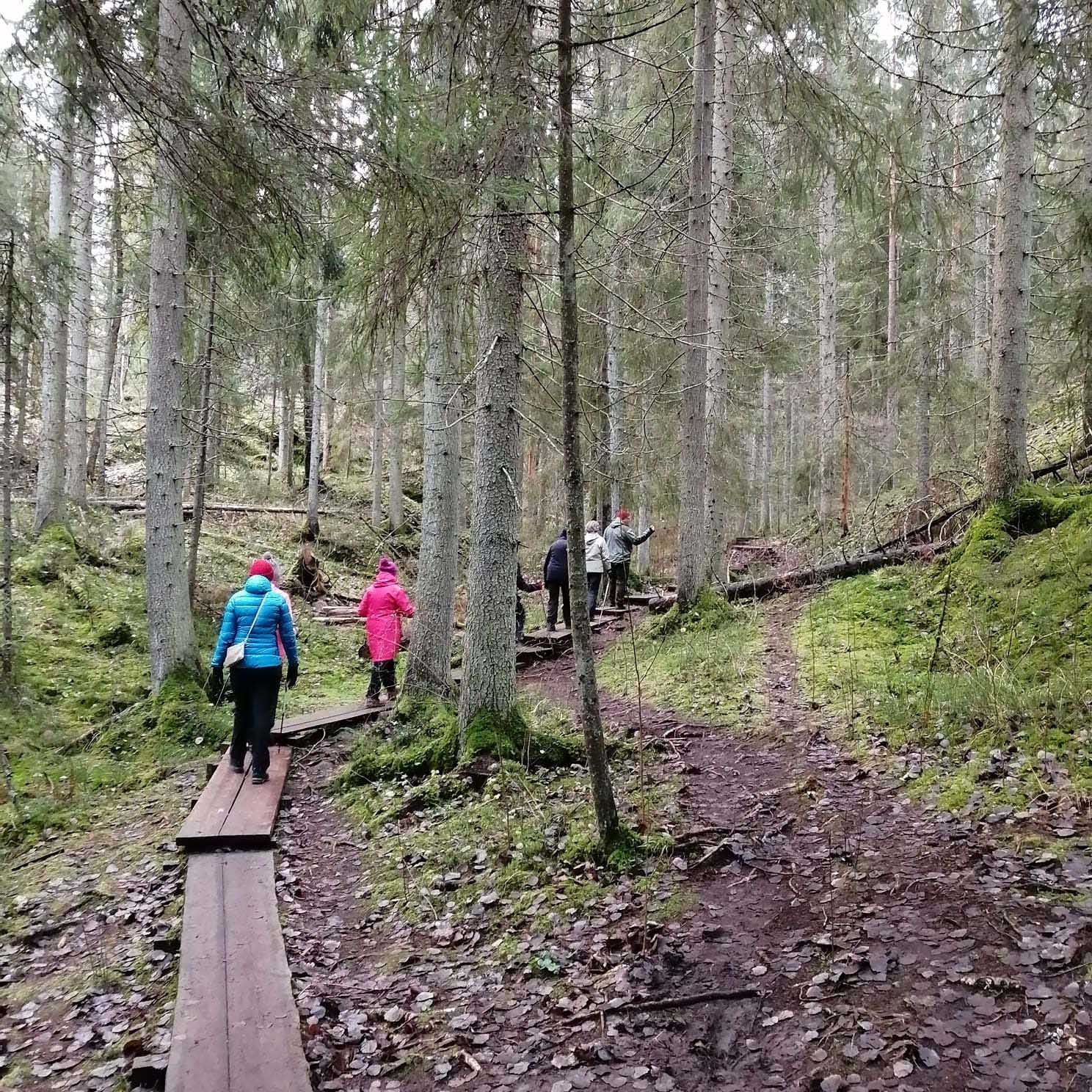 Ihmiset kävelevät metsässä luontopolulla.