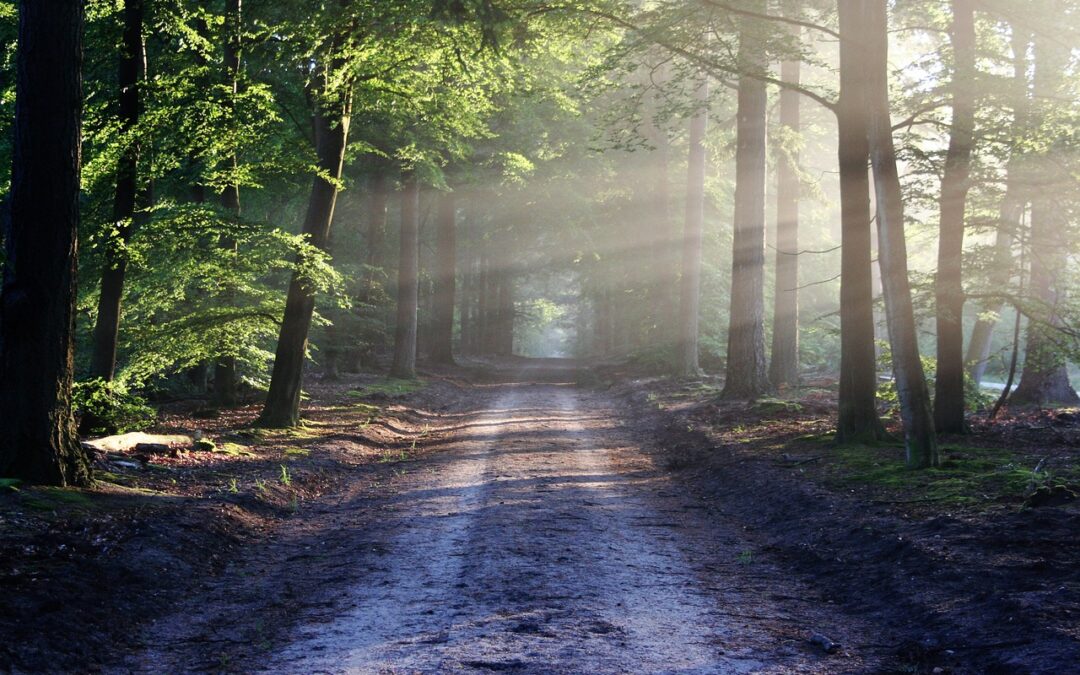 Metsäinen polku. Auringon valo siivilöityy puiden välissä.