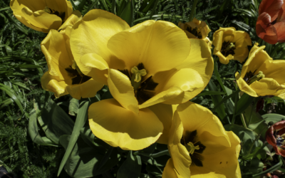 Kesän aikataulu FinFami Uusimaalla (1.7.2024 – 16.8.2024)