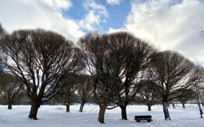 Kysely 12-17- vuotiaiden psyykkisesti sairastuneiden nuoren vanhemmille